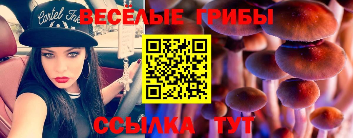 Псилоцибиновые грибы Psilocybe Аксай